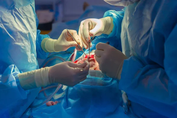 Cerrah ve hastane ameliyathane burnuna estetik ameliyat asistanı. Burnun yeniden şekillendirilmesi, büyütme. Burun estetiği.