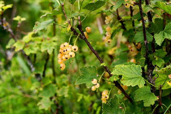 White currant. Ripe bunches of berries hanging on branches.