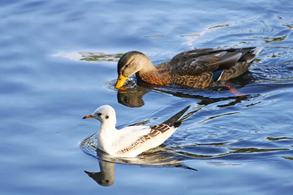 Seagull and duck. Two birds swim together in blue water.