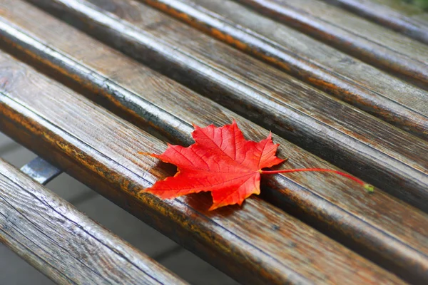 The time of the fall. Red maple leaf lying on a wooden bench.