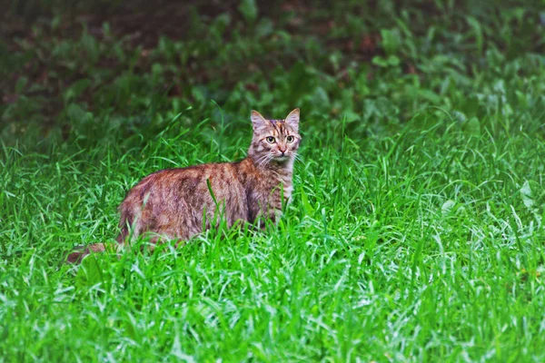 Tabby cat. A large tabby cat surrounded by lush green grass.