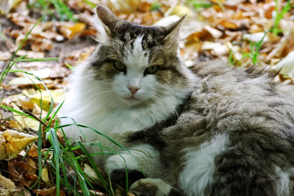 Big fluffy cat. The cat lies among the bright fallen autumn leaves.
