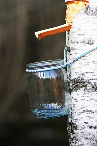 Collecting birch SAP. Glass jar hanging on the trunk of a birch. It flows down the gutter birch SAP.