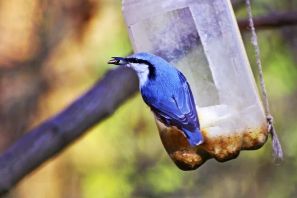 Nuthatch. The bird sits on a homemade feeder from a plastic bottle and holds a seed in its beak.