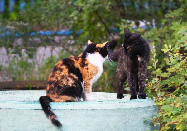 Two cats before a fight. Two hissing cats are going to fight.