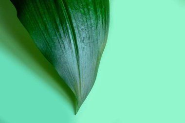 yeşil arkaplanda yeşil yaprak