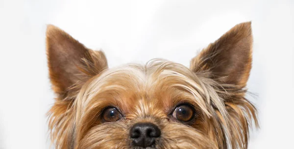 Beyaz arka plan üzerinde gözetleme Köpek yorkshire terrier