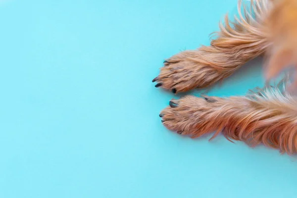 Paws dog on a blue background