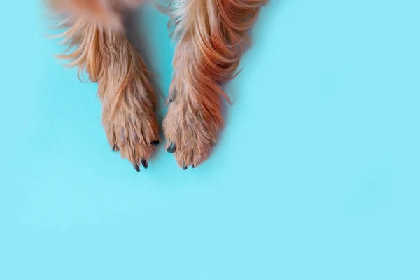 Paws dog on a blue background