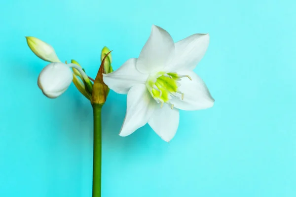 Flor Blanca Sobre Fondo Azul — Foto de Stock