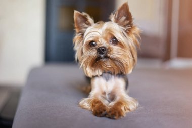 Yorkshire teriyeri yatakta.