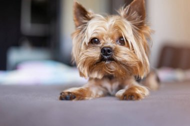 Yorkshire teriyeri yatakta.