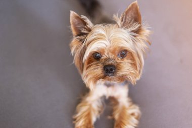 Yorkshire teriyeri yatakta.