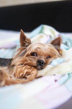 Yorkshire teriyer köpeği yatakta uyuyor.