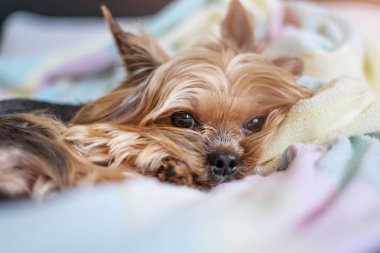 Yorkshire teriyer köpeği yatakta uyuyor.