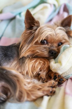 Yorkshire teriyer köpeği yatakta uyuyor.