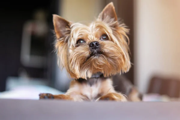 Yorkshire teriyeri yatakta.