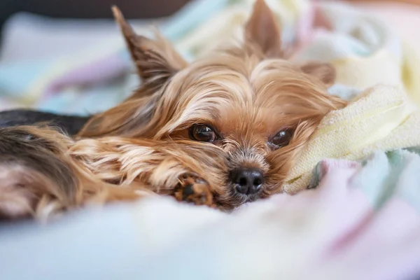 Йоркширський Тер Собака Спить Ліжку — стокове фото