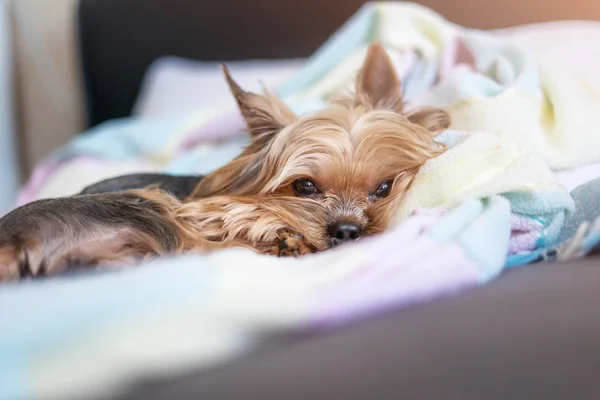 Yorkshire teriyer köpeği yatakta uyuyor.