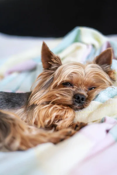 Yorkshire teriyer köpeği yatakta uyuyor.