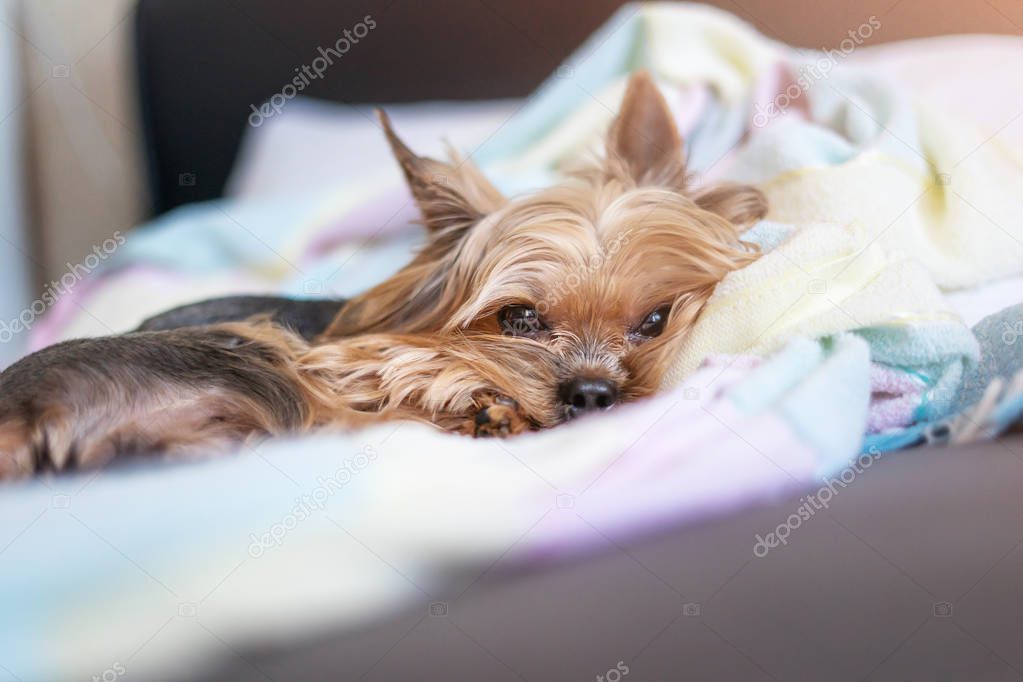 Yorkshire terrier dog sleeping on the bed