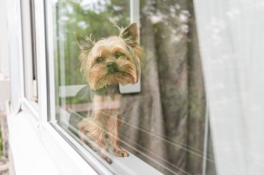 Köpek pencereye oturur pencereden dışarı bakar