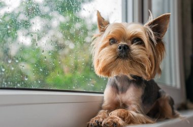 Köpek pencereden dışarı bakar, pencerenin dışındaki yağmur, Yorkshire terrier