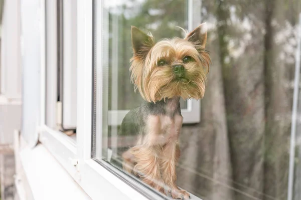 Köpek pencereye oturur pencereden dışarı bakar