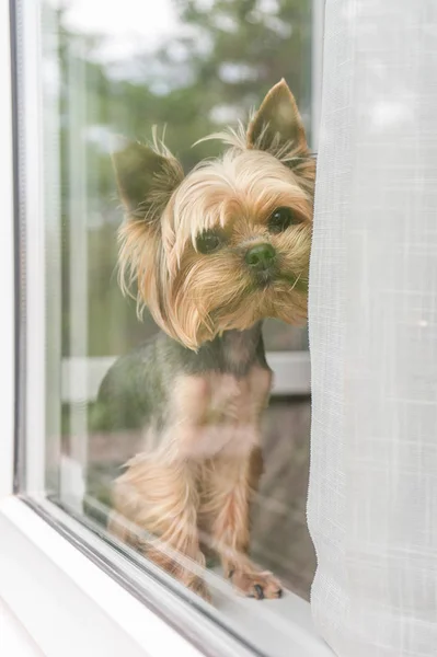 The dog sits on the window looks out the window