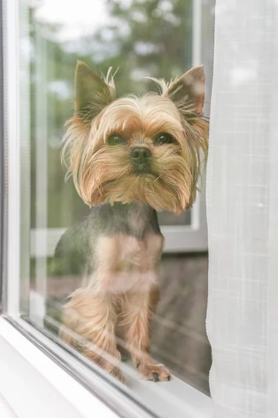 Der Hund Sitzt Auf Dem Fenster Und Schaut Aus Dem — Stockfoto