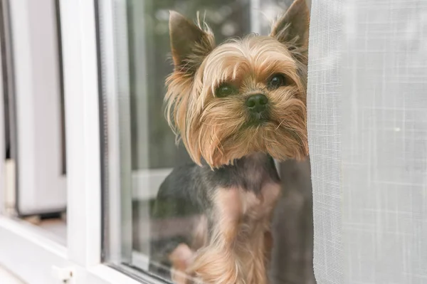 Köpek pencereye oturur pencereden dışarı bakar