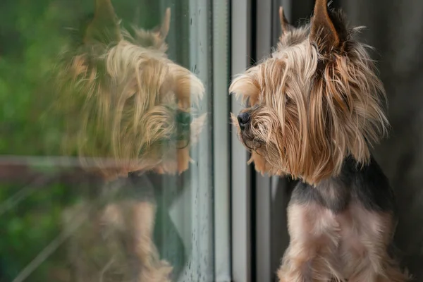 Köpek pencereden dışarı bakar, pencerenin dışındaki yağmur, Yorkshire terrier
