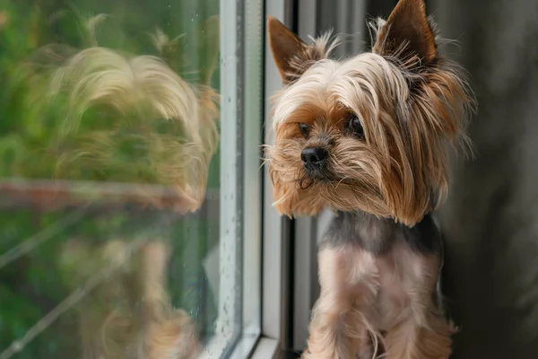 Köpek pencereden dışarı bakar, pencerenin dışındaki yağmur, Yorkshire terrier