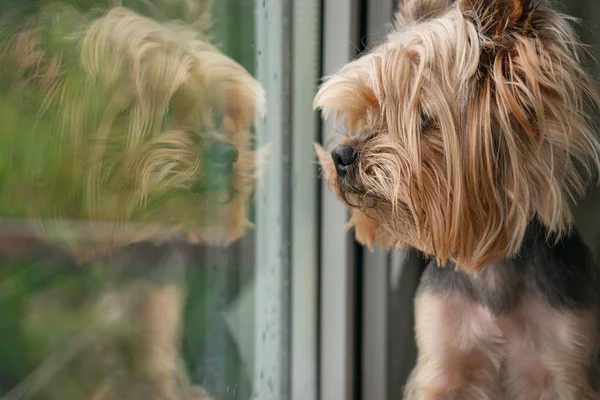 Köpek pencereden dışarı bakar, pencerenin dışındaki yağmur, Yorkshire terrier