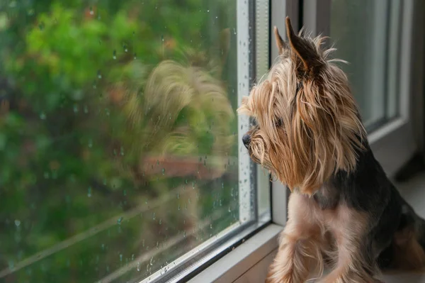 Köpek pencereden dışarı bakar, pencerenin dışındaki yağmur, Yorkshire terrier