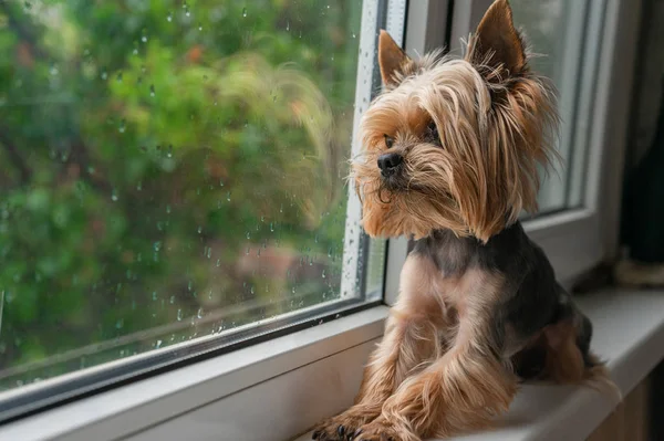 Köpek pencereden dışarı bakar, pencerenin dışındaki yağmur, Yorkshire terrier