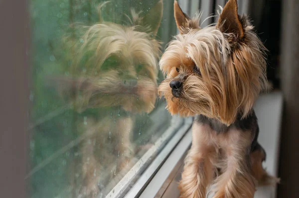 The dog looks out the window, the rain outside the window, the Yorkshire terrier