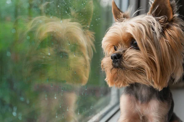 Köpek pencereden dışarı bakar, pencerenin dışındaki yağmur, Yorkshire terrier