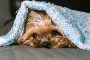 Bir battaniye altında Köpek yorkshire terrier