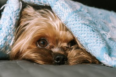 Bir battaniye altında Köpek yorkshire terrier