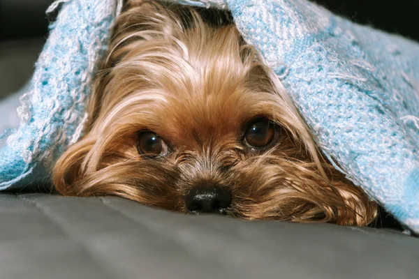 Bir battaniye altında Köpek yorkshire terrier