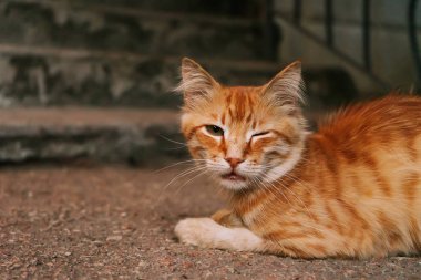 Bahçede yatan kırmızı kedi