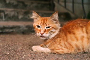 Bahçede yatan kırmızı kedi