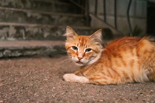 Red Cat Lying Yard — Stock Photo, Image