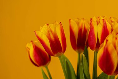 Sarı arkaplanda kırmızı ve sarı laleler 