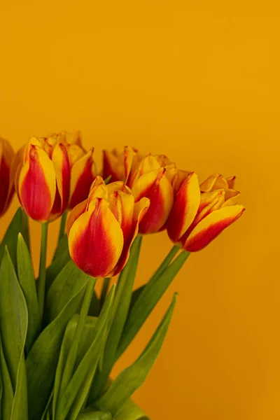 Tulipanes rojos y amarillos sobre fondo amarillo — Foto de Stock