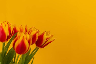 Sarı arkaplanda kırmızı ve sarı laleler 