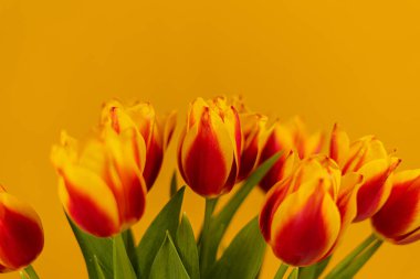 Sarı arkaplanda kırmızı ve sarı laleler 