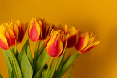 Sarı arkaplanda kırmızı ve sarı laleler 