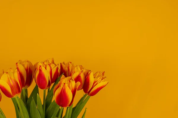 Tulipanes rojos y amarillos sobre fondo amarillo — Foto de Stock